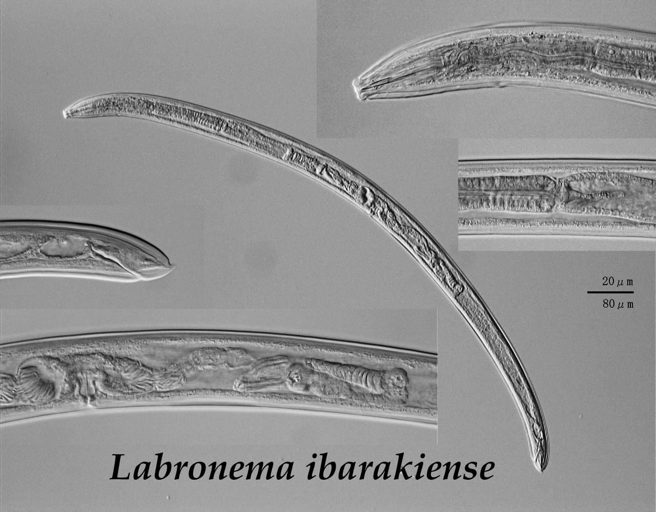 Представитель Семейства Dorylaimidae